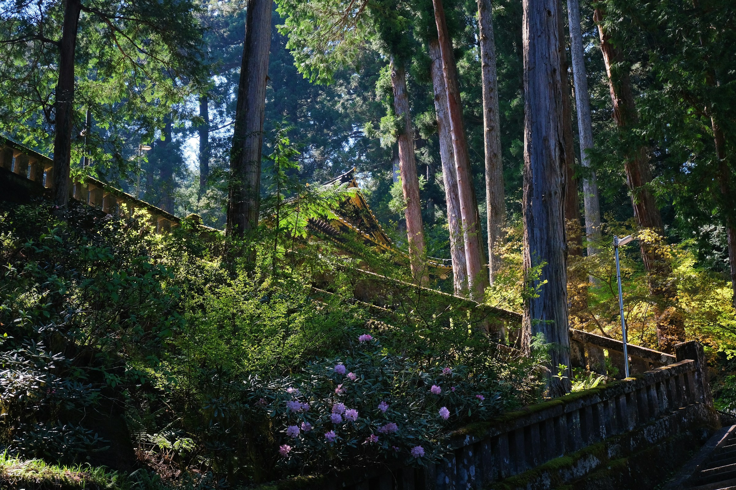 A sunlit path through forest in Nikko, Japan